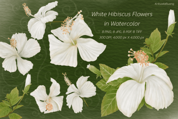 White Hibiscus Flowers in Watercolor: A Versatile Asset for Creative Projects